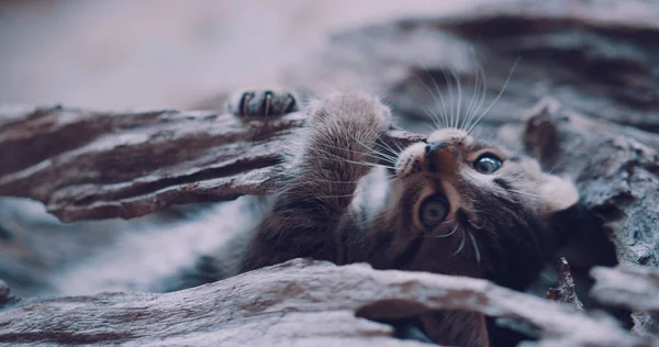 Pequeno Gatinho Adorável Com Olhos Azuis Brincando Com Pedaço Madeira — Fotografia de Stock