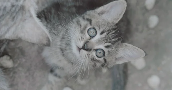 Piccolo Gattino Adorabile Con Gli Occhi Azzurri Che Giocano Con — Foto Stock