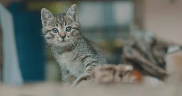 Pequeno Gatinho Adorável Com Olhos Azuis Brincando Livre — Fotografia de Stock