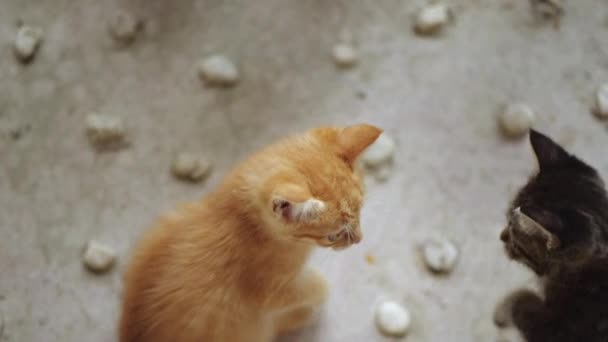 Pequeños Gatitos Adorables Con Ojos Azules Jugando Aire Libre — Vídeo de stock