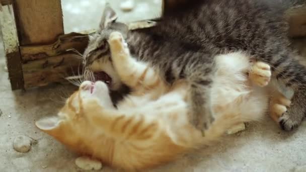 Kleine Schattige Kittens Met Blauwe Ogen Buiten Spelen — Stockvideo