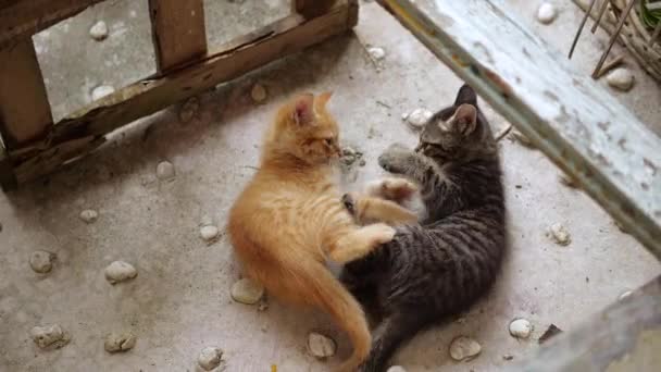 Pequeños Gatitos Adorables Con Ojos Azules Jugando Aire Libre — Vídeos de Stock