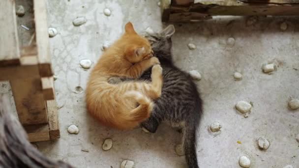 Small Adorable Kittens Blue Eyes Playing Outdoors — Stock Video