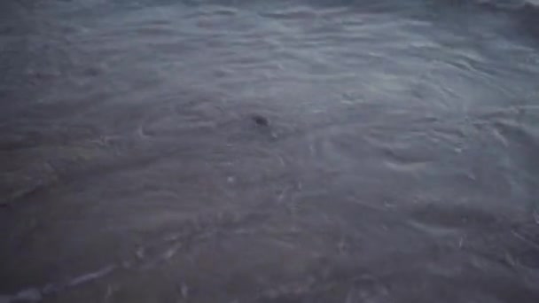 Pesce Palla Soffio Morto Lavare Sulla Riva Thailandia — Video Stock