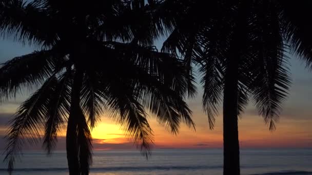 タイのビーチで熱帯の夕日にヤシの木のシルエット — ストック動画