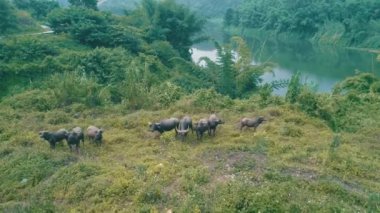 Bufalo sürüsü riverside güzel bölgede yeşil Chiang Rai, Tayland, havadan görünümü