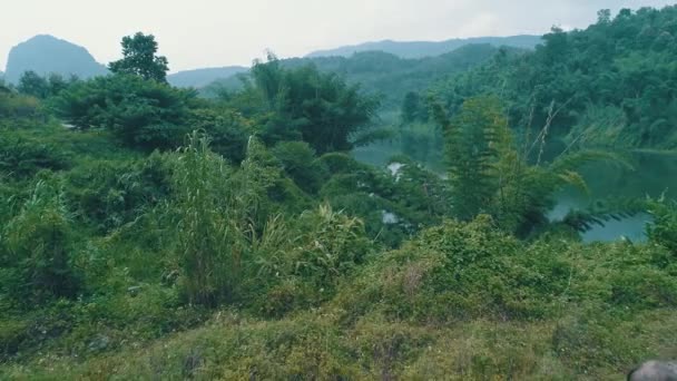 泰国美丽绿色清莱地区河滨水牛群鸟瞰图 — 图库视频影像