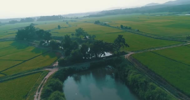 日当たりの良い日中は タイのチェン ライ周辺の川と美しいフィールドの空撮 — ストック動画