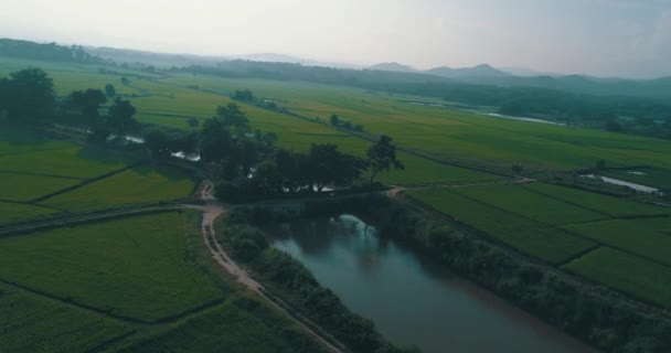 Αεροφωτογραφία Του Όμορφους Τομείς Τον Ποταμό Στην Τσιάνγκ Ράι Περιοχή — Αρχείο Βίντεο