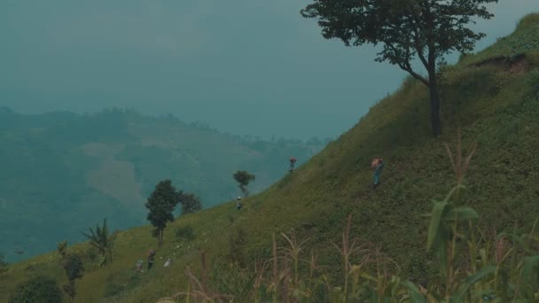 Boeren Werken Bij Kool Velden Gebied Van Chiang Rai Thailand — Stockvideo