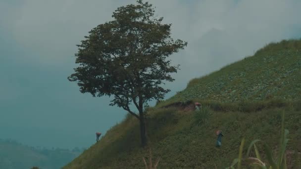 泰国清莱地区的白菜田农民工作 — 图库视频影像