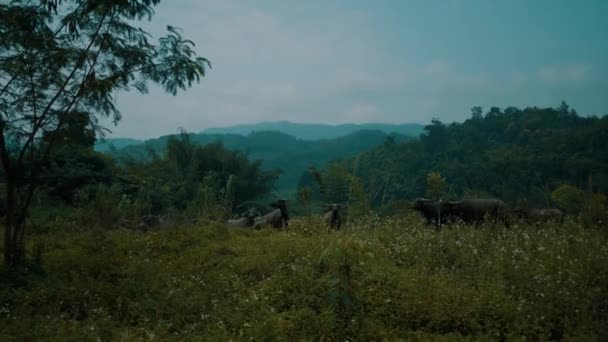 美しい緑のチェン ライ周辺地域 タイのリバーサイドで水牛の群れ — ストック動画