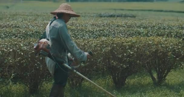 Jardinero Cortando Hierba Gran Parque Área Chiang Rai Tailandia — Vídeo de stock