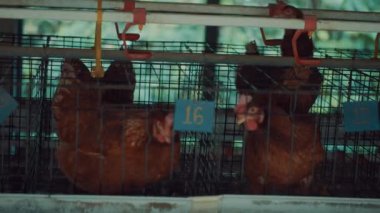 Sahte çalışan fare ile - dikey video telefon mobil ekrana bakarak komik yavru kedi