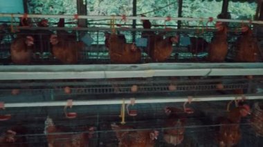 Piyasada kafeslerde tavukların portre. Tarıma dayalı işletme kavramı