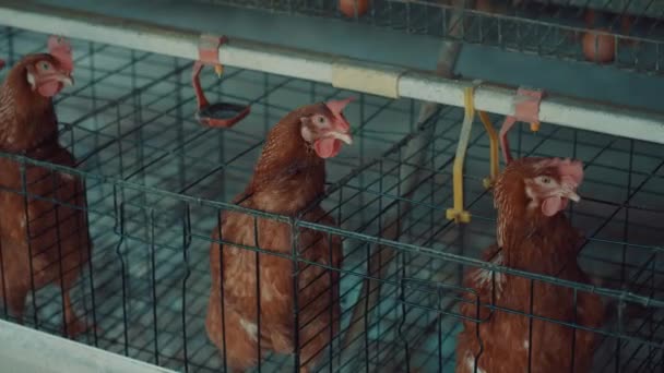 Closeup Chickens Cages Market Agricultural Business Concept — Stock Video