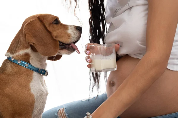 自宅で犬と一緒に座っている間ミルクを飲んで妊娠中の女性の画像をトリミングしました 犬がミルクのガラスと妊娠中の女性の腹を見てください — ストック写真