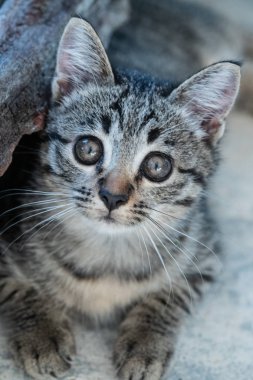 Beton yerde yatarken kameraya bakarak küçük sevimli yavru kedi 