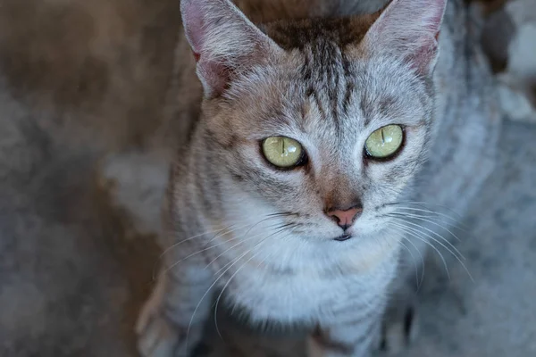 Vista Superior Primer Plano Gato Gris Con Ojos Amarillos —  Fotos de Stock