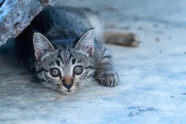 Små Bedårande Kattunge Tittar Kameran Liggandes Betonggolvet — Stockfoto