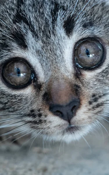 Närbild Små Bedårande Kattunge Tittar Kameran — Stockfoto