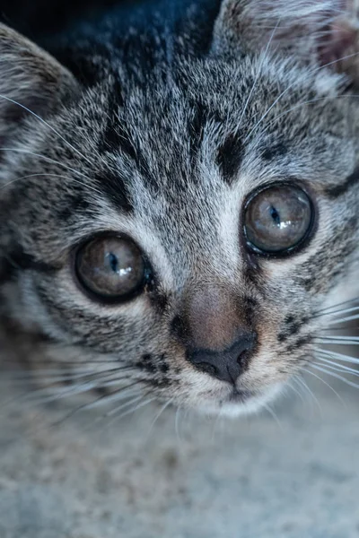 Närbild Små Bedårande Kattunge Tittar Kameran — Stockfoto