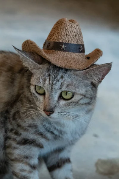 Primer Plano Gato Gris Divertido Con Ojos Amarillos Usando Sombrero —  Fotos de Stock