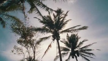Alt görünümü güzel Hindistan cevizi hurma ağaçlarının yaprakları - ağır çekimde video aracılığıyla güneş ışınları ile nazik tropikal esintiyle sallanan