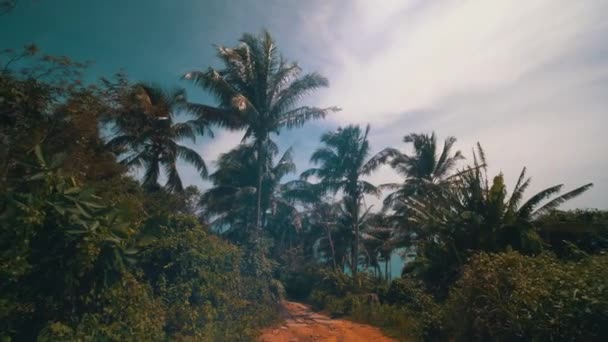 Camera Vista Prima Persona Passeggiata Nella Giungla Tropicale Della Foresta — Video Stock