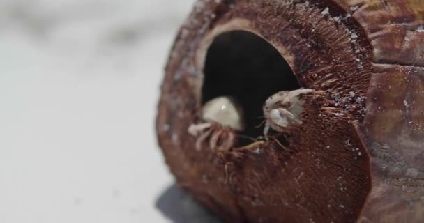 Gros plan de petits crabes sortant de la coquille de noix de coco séchée à la plage 