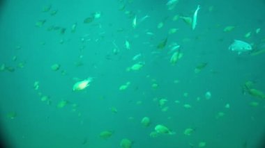Andaman denizinde sualtı Başçavuş ve Tavşan balık sürüsü, Tayland