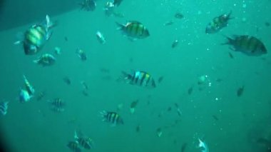 Andaman denizinde sualtı Başçavuş balık sürüsü, Tayland