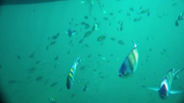 Andaman denizinde sualtı Başçavuş balık sürüsü, Tayland