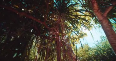 Tayland Railay sahilde tropikal Pandanus ağaç ormanı (yabani ananas) Yürüyüş 