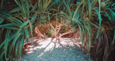 Tayland Railay sahilde tropikal Pandanus ağaç ormanı (yabani ananas) Yürüyüş 