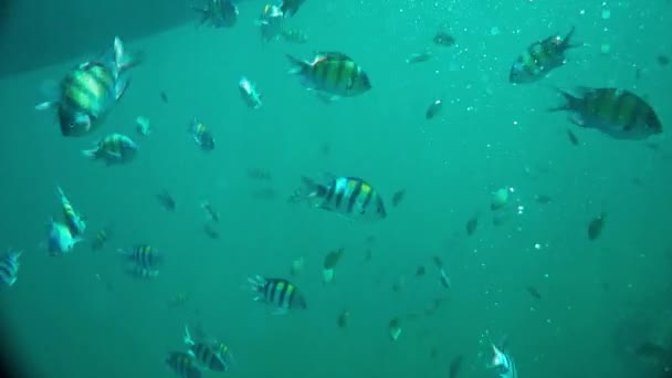 ein Schwarm von Hauptfeldwebel-Fischen unter Wasser im andamanischen Meer, Thailand