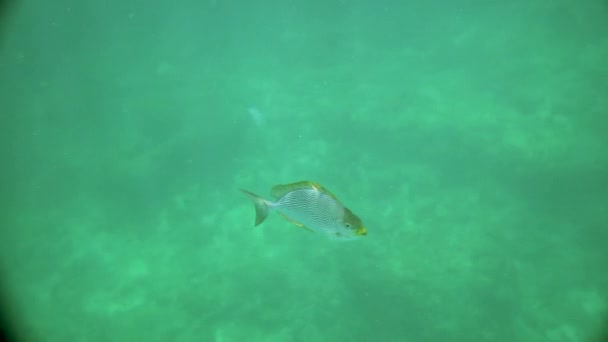 Ein Schwarm Von Feldwebel Major Und Kaninchenfischen Unter Wasser Andamanischen — Stockvideo