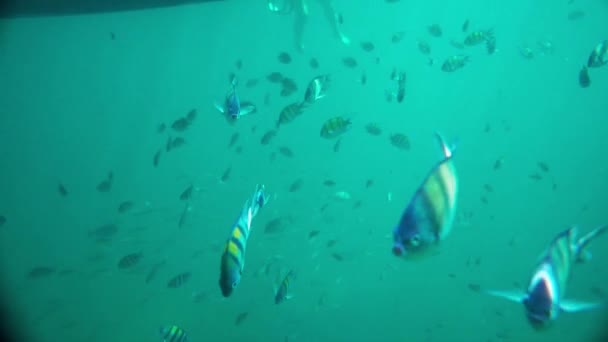 Cardume Peixe Sargento Major Subaquático Mar Andaman Tailândia — Vídeo de Stock