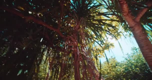 Περπατώντας Στο Τροπικό Δάσος Των Πάνων Άγριος Ανανάς Στην Παραλία — Αρχείο Βίντεο