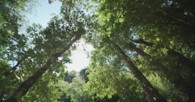 Ağaçların yeşil yaprakları arasında parlayan güneş le aydınlatılmış fantastik tropikal orman ile manzara