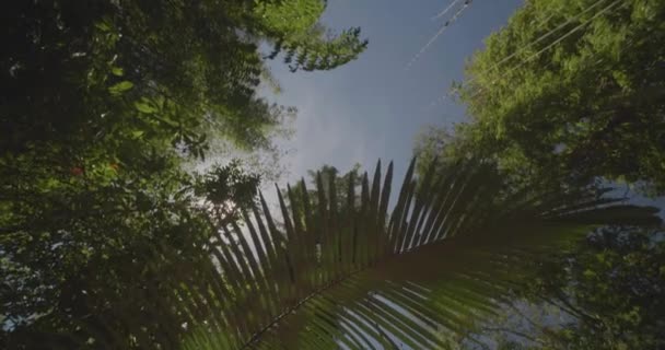 Palmiye Diğer Ağaçların Yeşil Yaprakları Ile Parlayan Güneş Tarafından Aydınlatılmış — Stok video