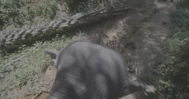 大象穿过丛林的顶视图 大象头的特写镜头缓慢地行走在徒步小径上 — 图库视频影像