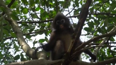 Güzel Dusky Leaf Monkey oturmuş, ağaca zıplıyor. Tayland 'da vahşi yaşam