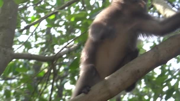 Prachtige Dusky Leaf Monkey Zittend Springend Boom Wilde Dieren Planten — Stockvideo