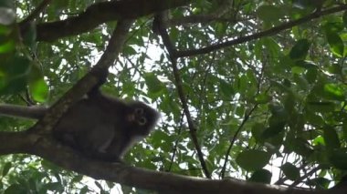 Güzel Dusky Leaf Monkey oturmuş, ağaca zıplıyor. Tayland 'da vahşi yaşam