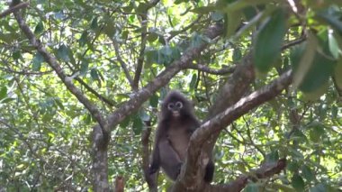 Güzel Dusky Leaf Monkey oturmuş, ağaca zıplıyor. Tayland 'da vahşi yaşam
