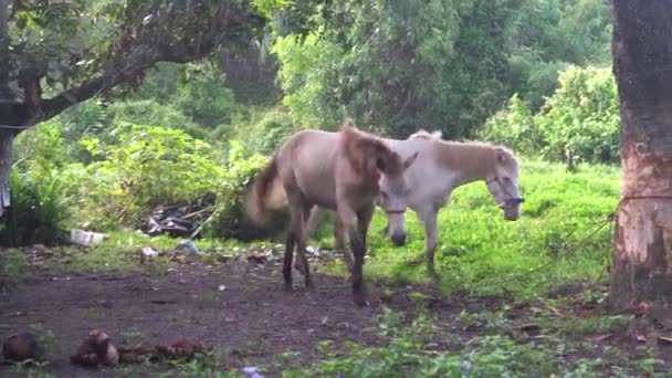 Deux beaux chevaux mangeant, jouant, marchant dans un petit champ en Thaïlande