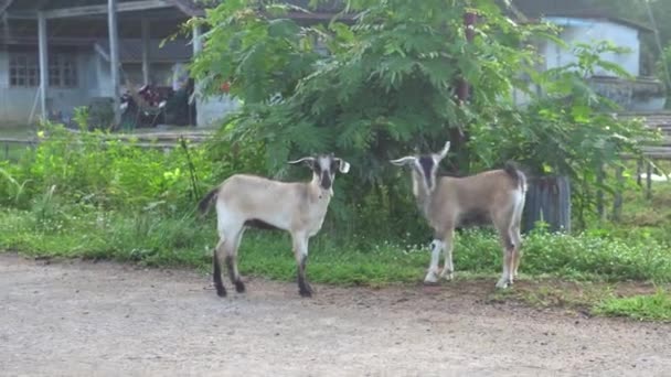 面白いヤギが立って タイの農場でカメラを見て — ストック動画