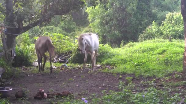 Два Прекрасні Коні Їдять Бавляться Ходять Малому Полі Таїланді — стокове відео
