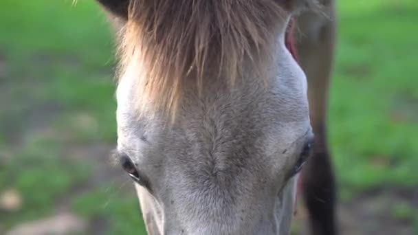 Zbliżenie Pięknej Białej Głowy Konia Zewnątrz — Wideo stockowe